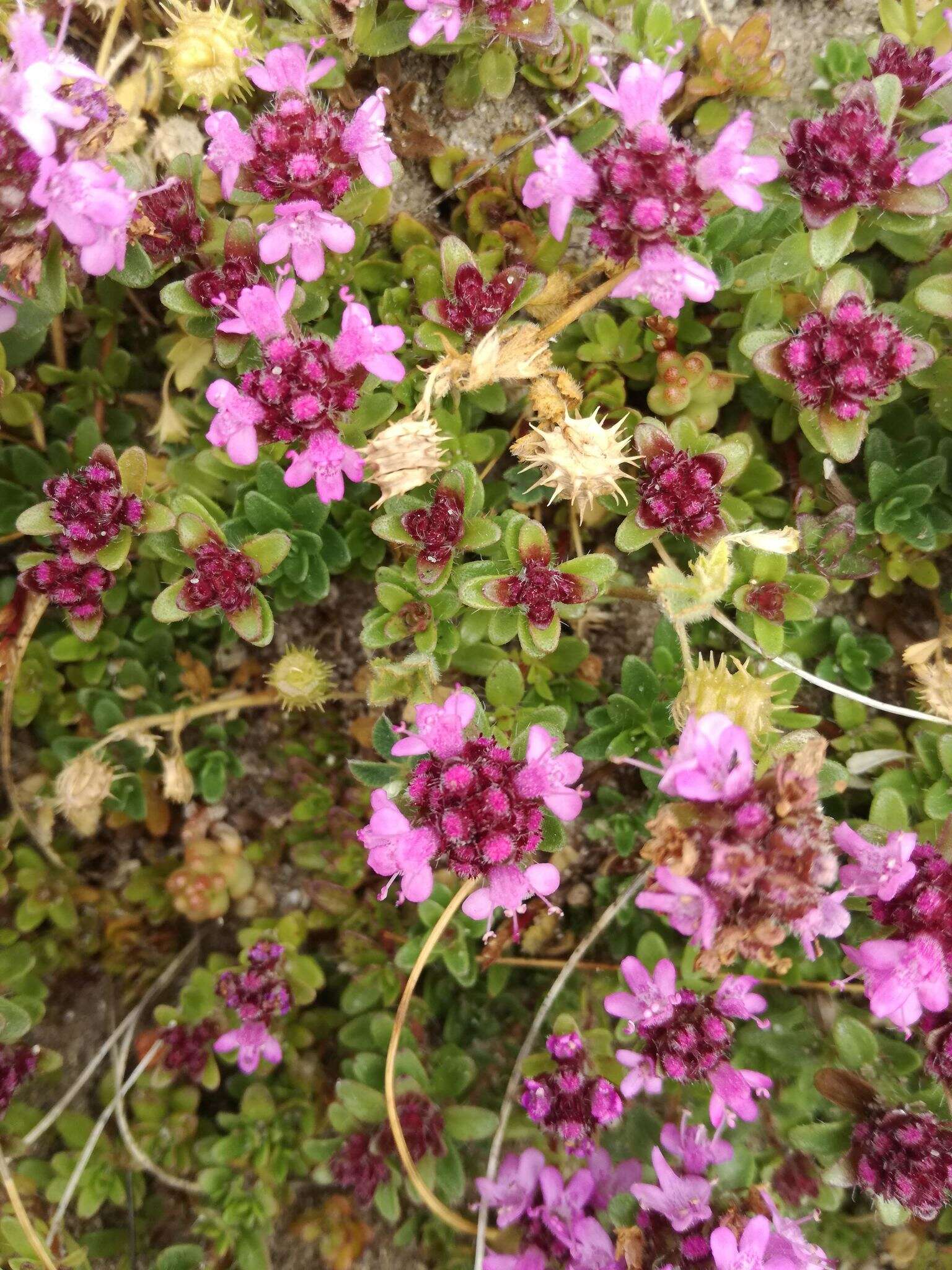 Thymus longicaulis C. Presl resmi