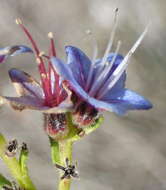 Plancia ëd Lobostemon paniculatus (Thunb.) Buek