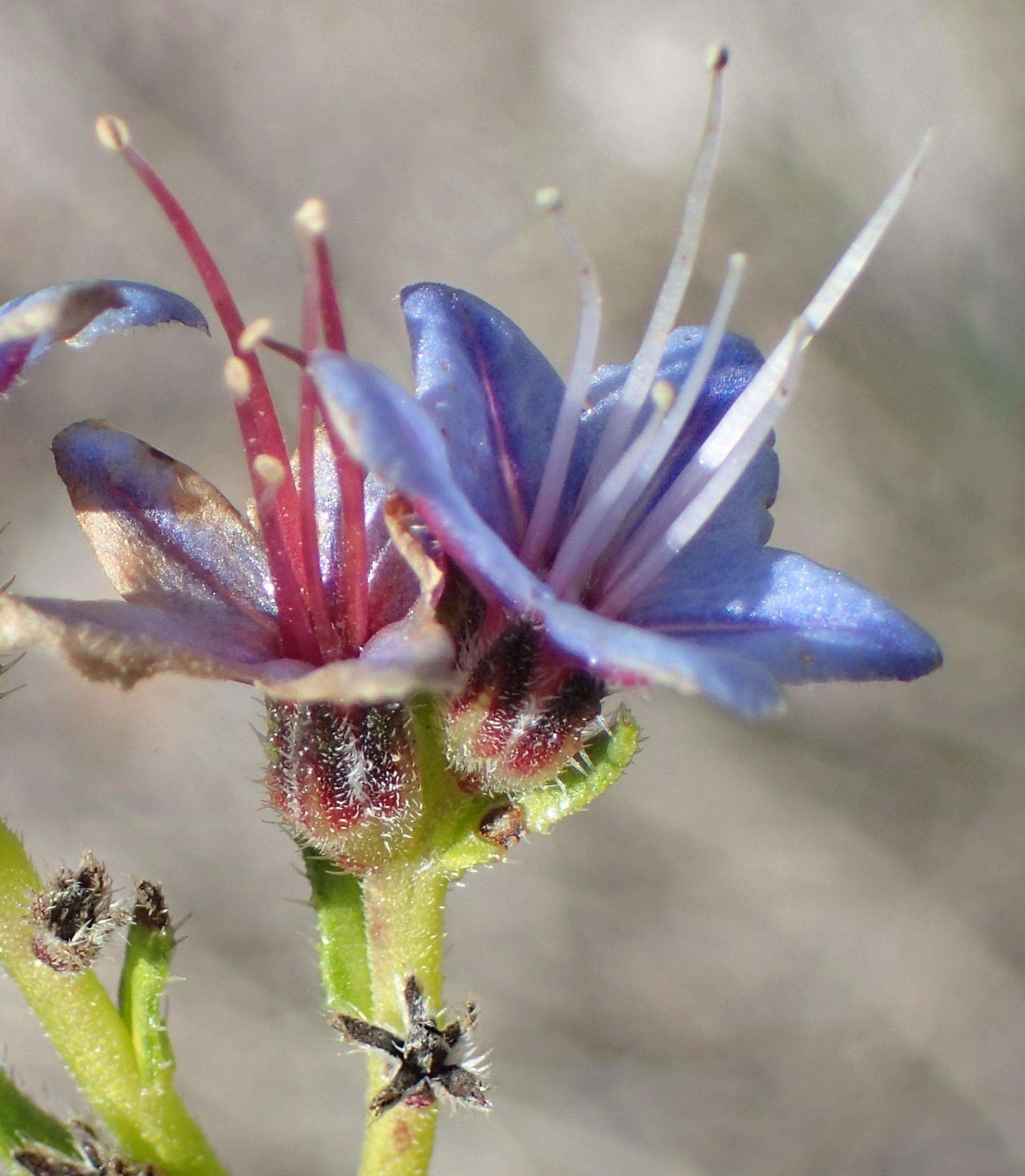 Plancia ëd Lobostemon paniculatus (Thunb.) Buek