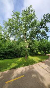 Image of eastern cottonwood