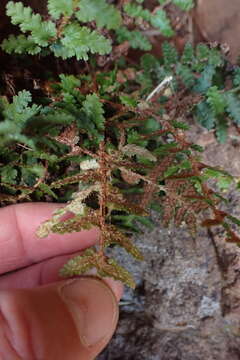 Image of Asplenium cordatum (Thunb.) Sw.