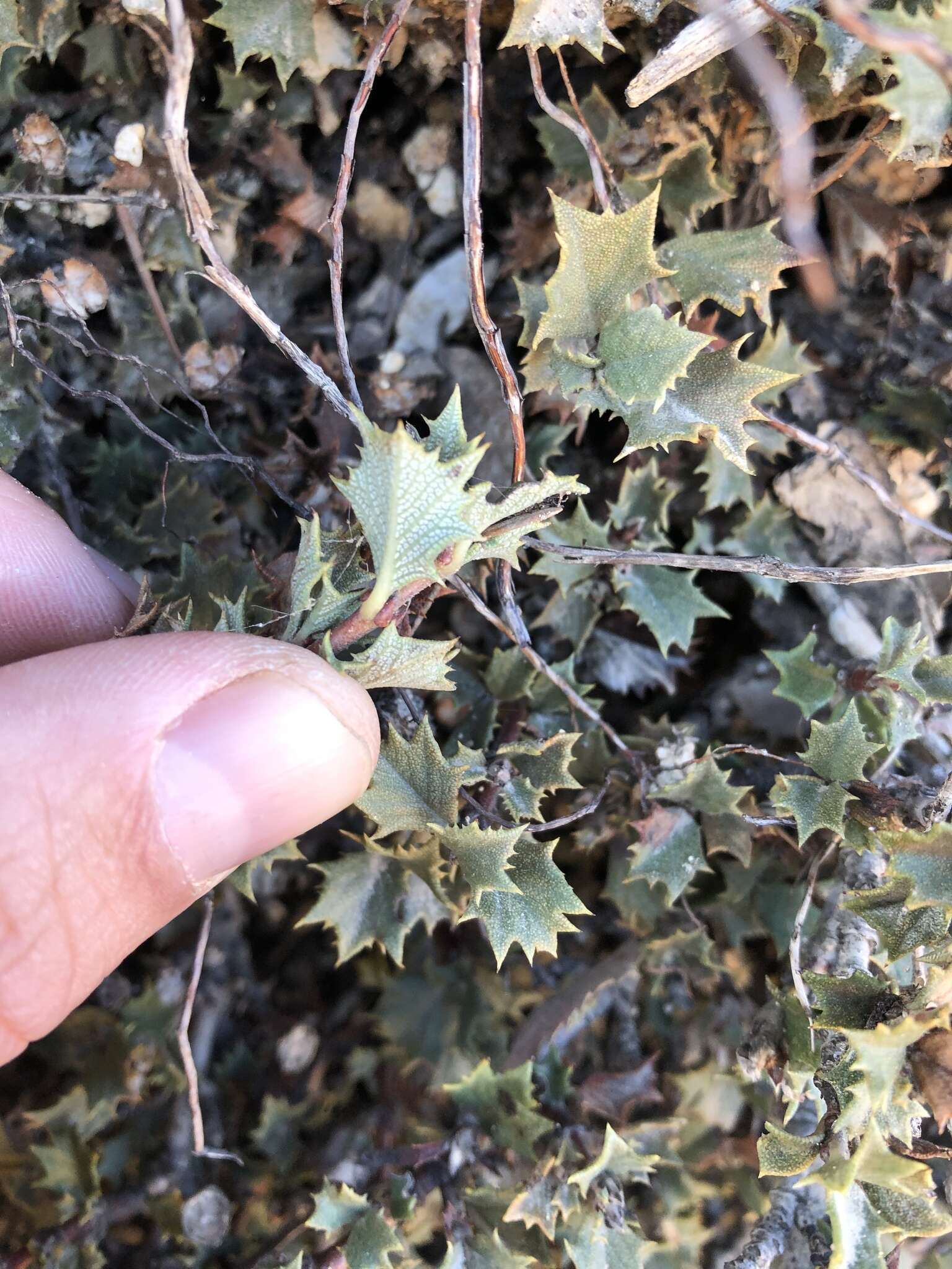 Image of Calistoga ceanothus