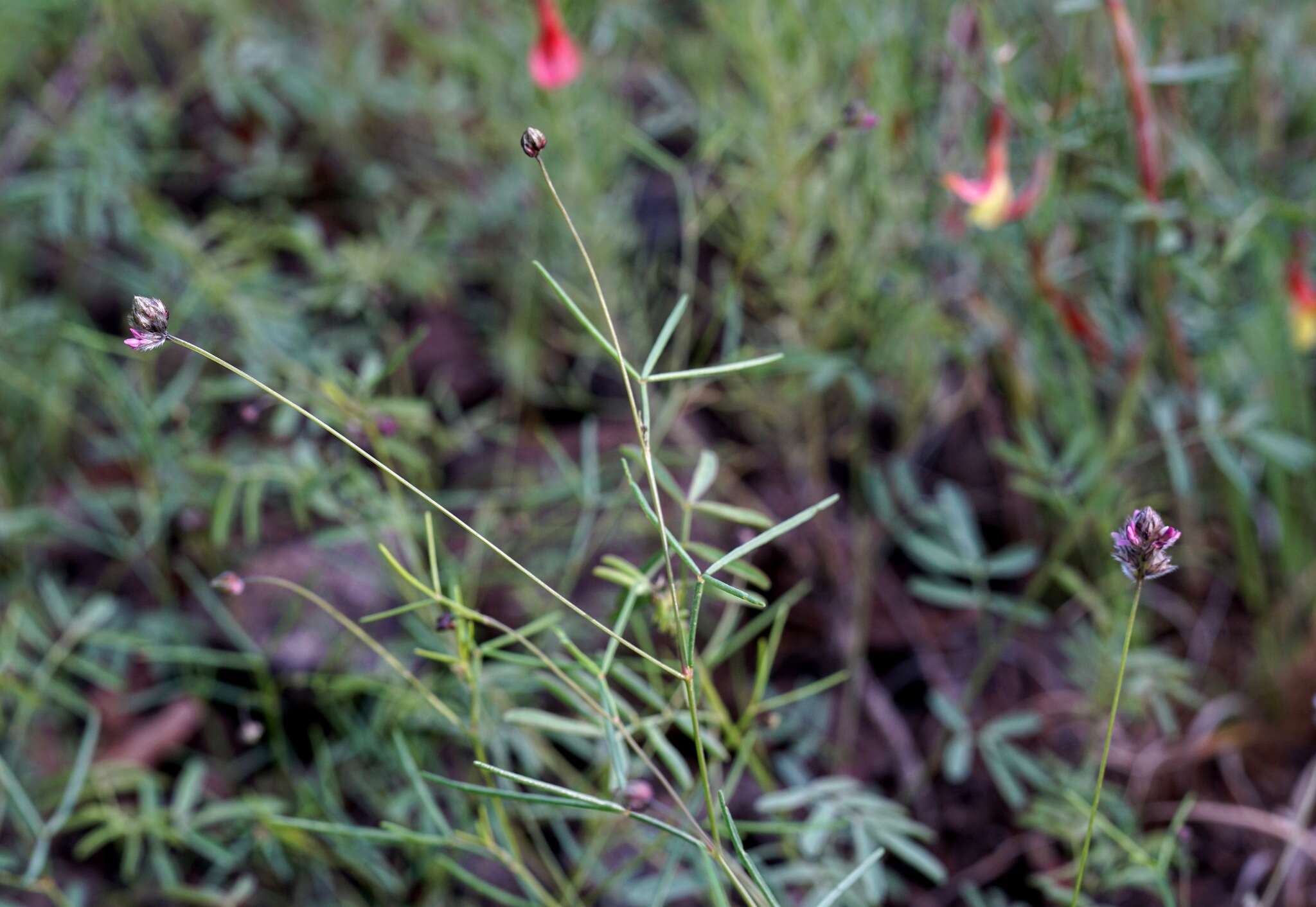 Plancia ëd Dalea filiformis A. Gray