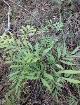 Image of Lomatia silaifolia (Sm.) R. Br.