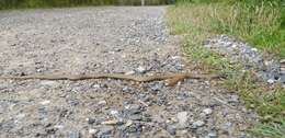 Image of White-lipped snake