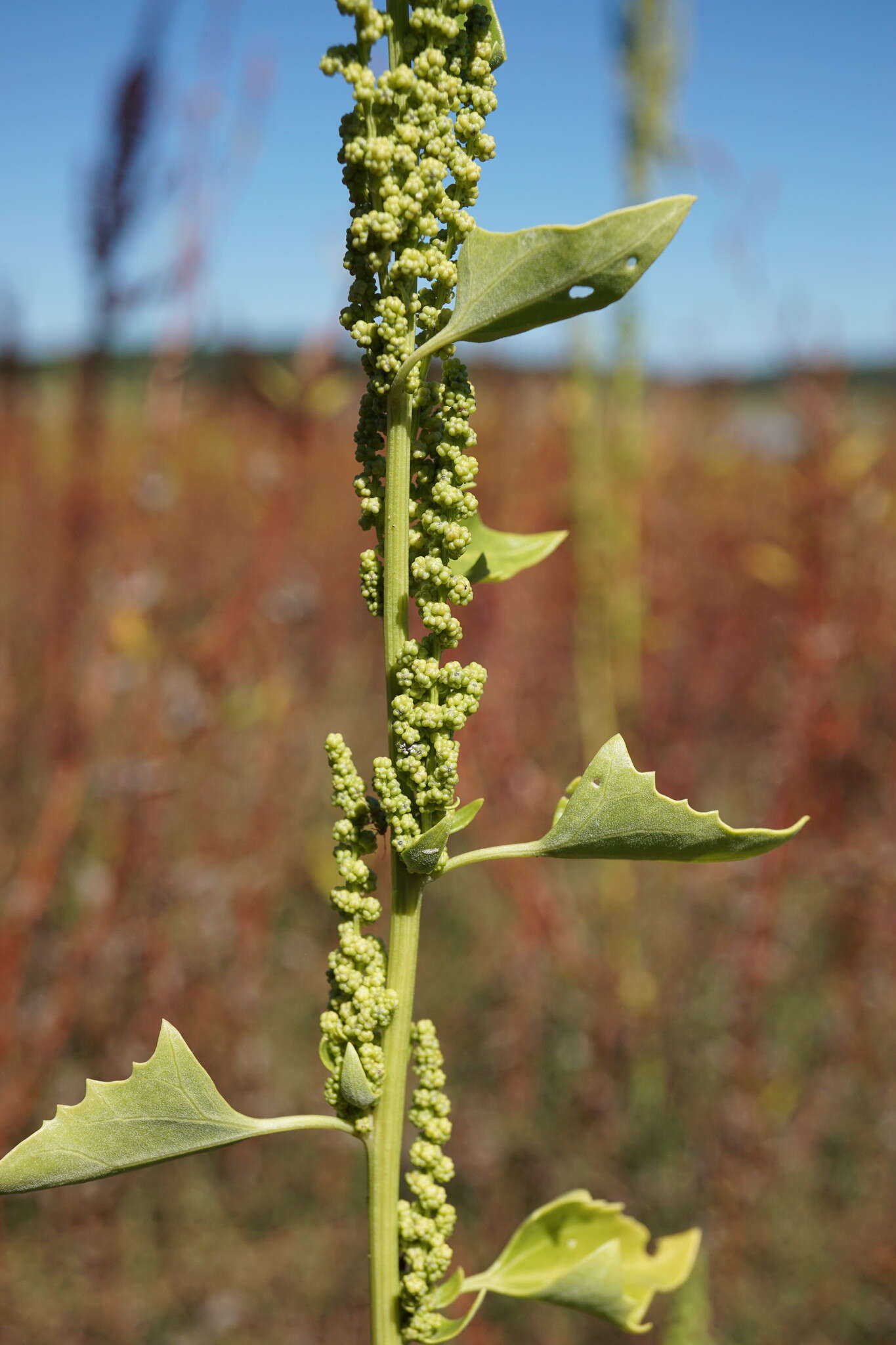 Слика од Oxybasis urbica (L.) S. Fuentes, Uotila & Borsch