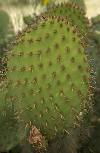 Opuntia strigil Engelm. resmi