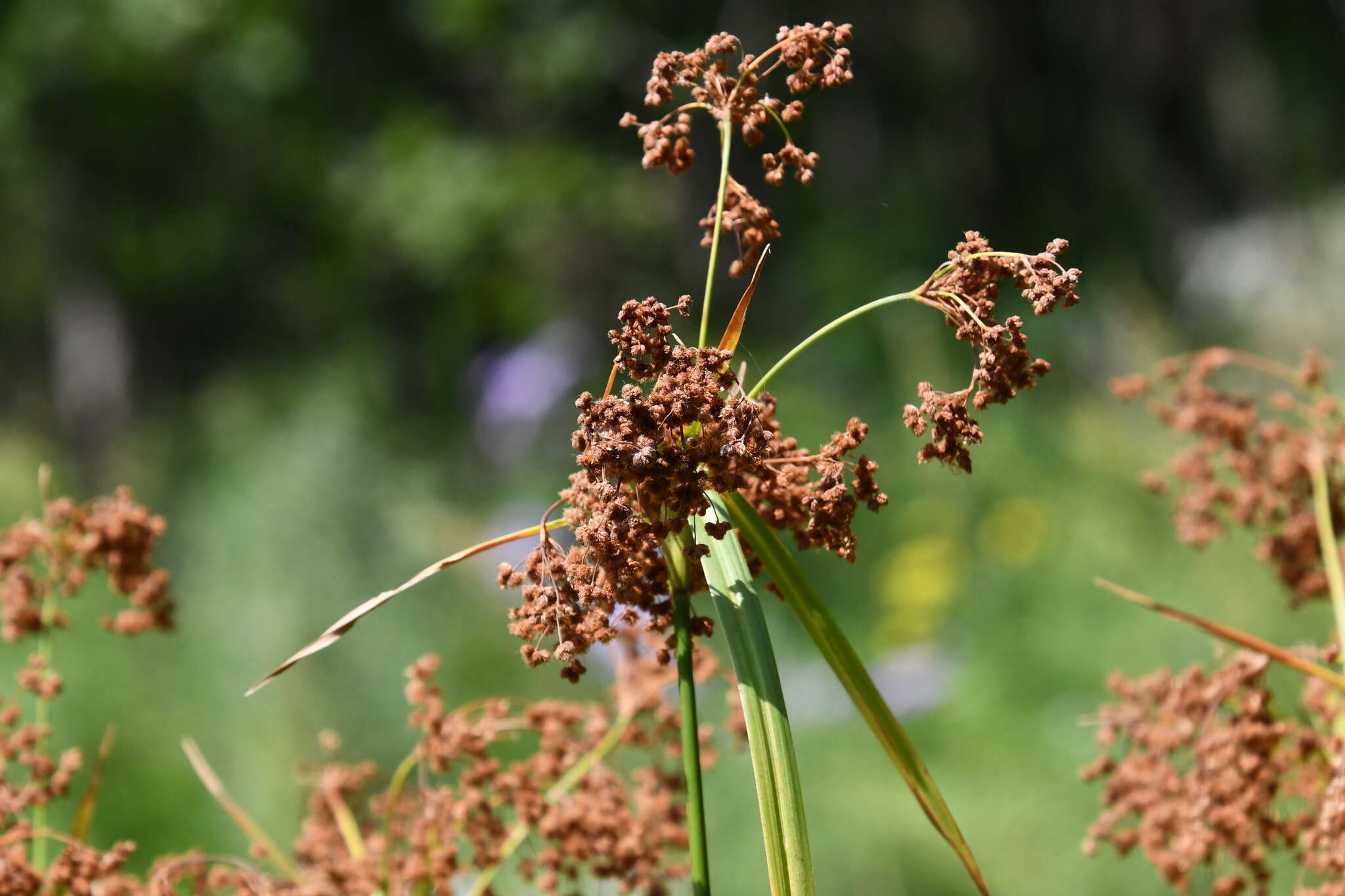 Imagem de Scirpus lushanensis Ohwi