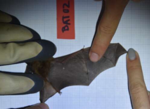 Image of Small Woolly Bat