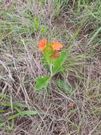 Image of Crossandra greenstockii S. Moore