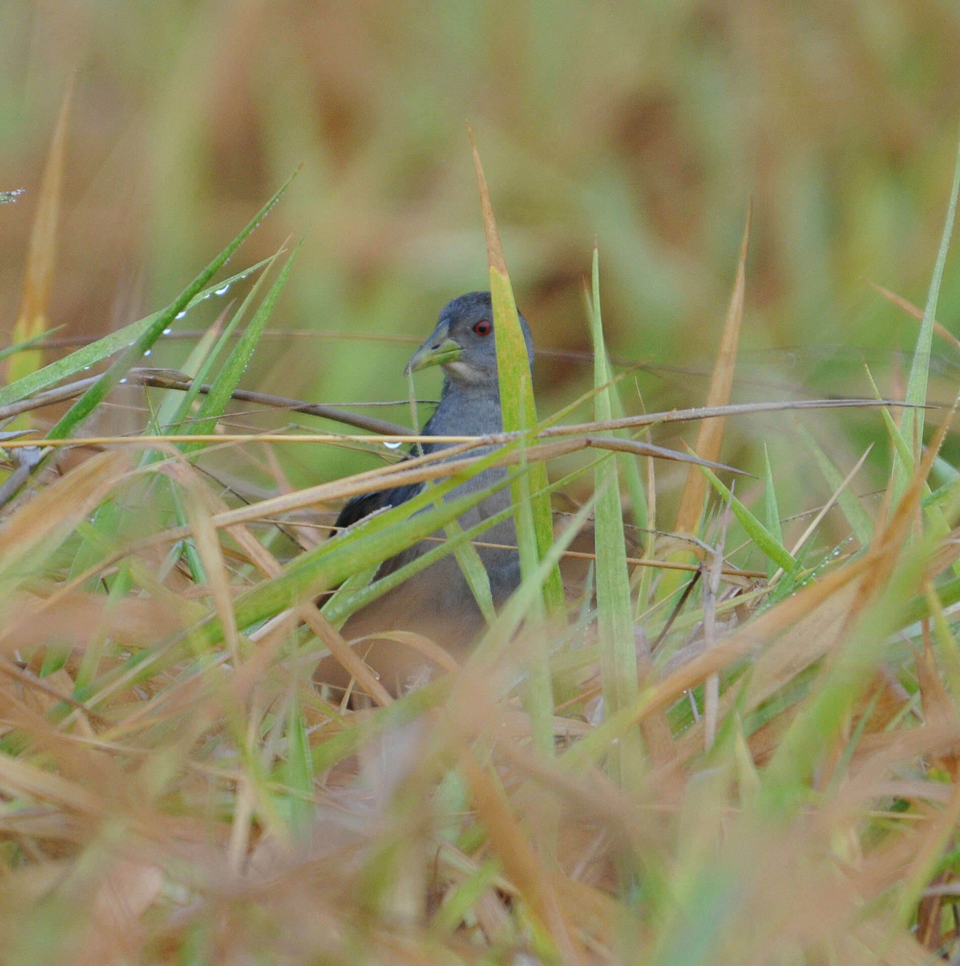 Image of Ash-throated Crake