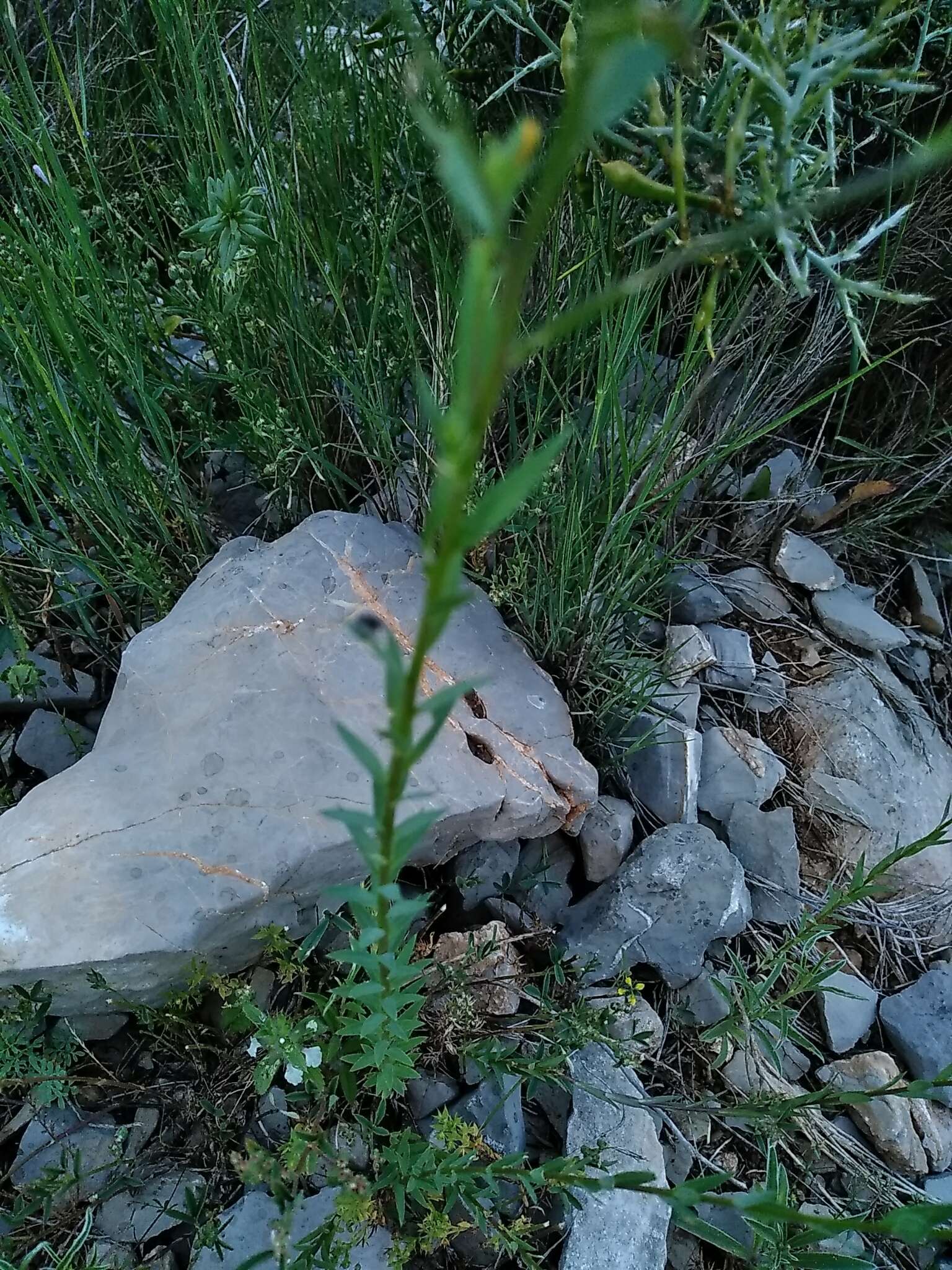 Слика од Linum strictum L.