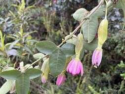 Passiflora glaberrima (A. Juss.) Triana & Planch.的圖片