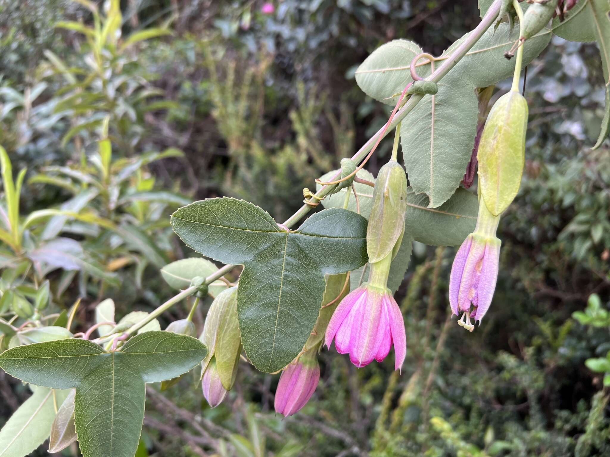 Image of Passiflora glaberrima (A. Juss.) Triana & Planch.