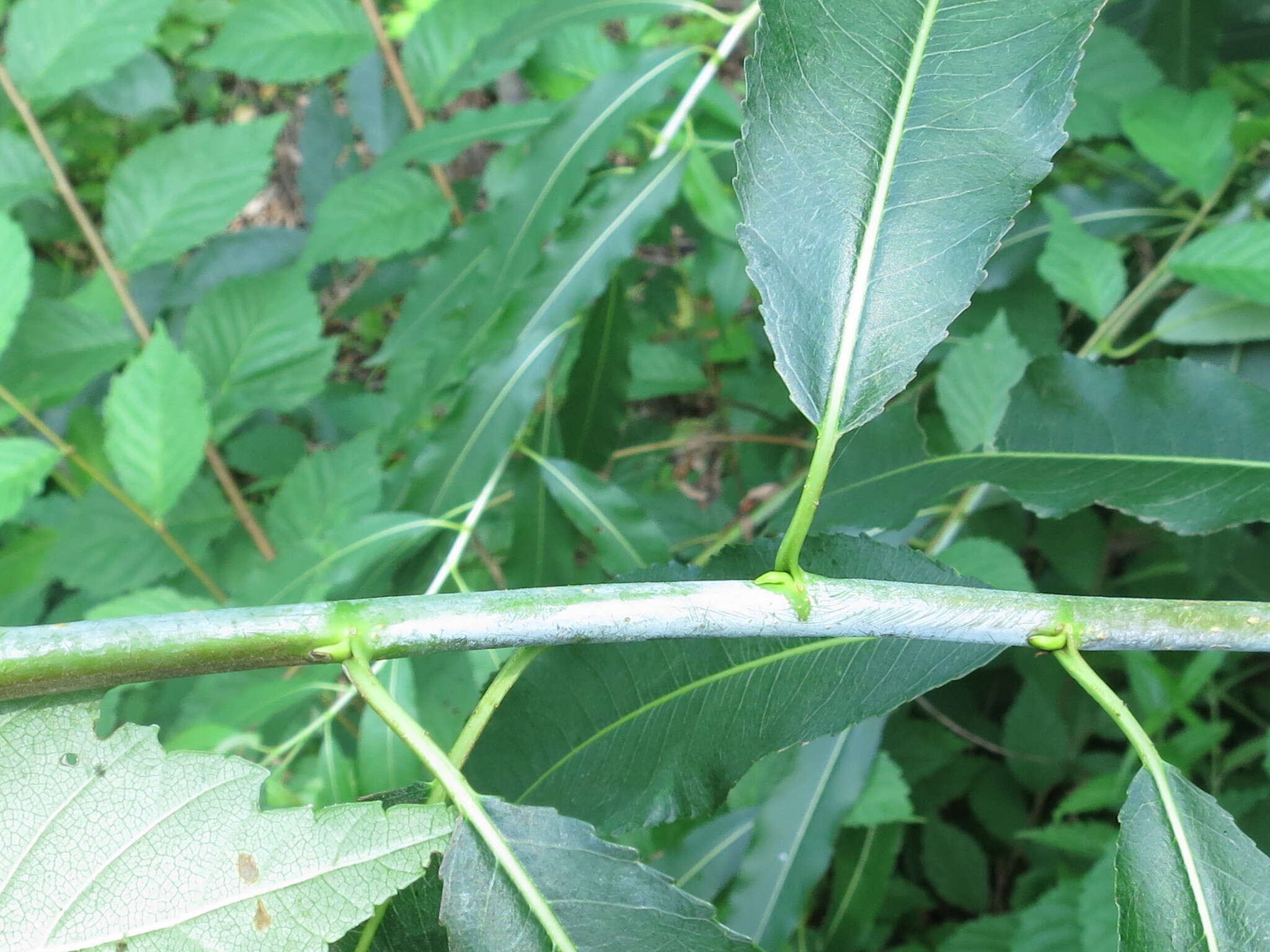 Image of Salix subfragilis Anderss.