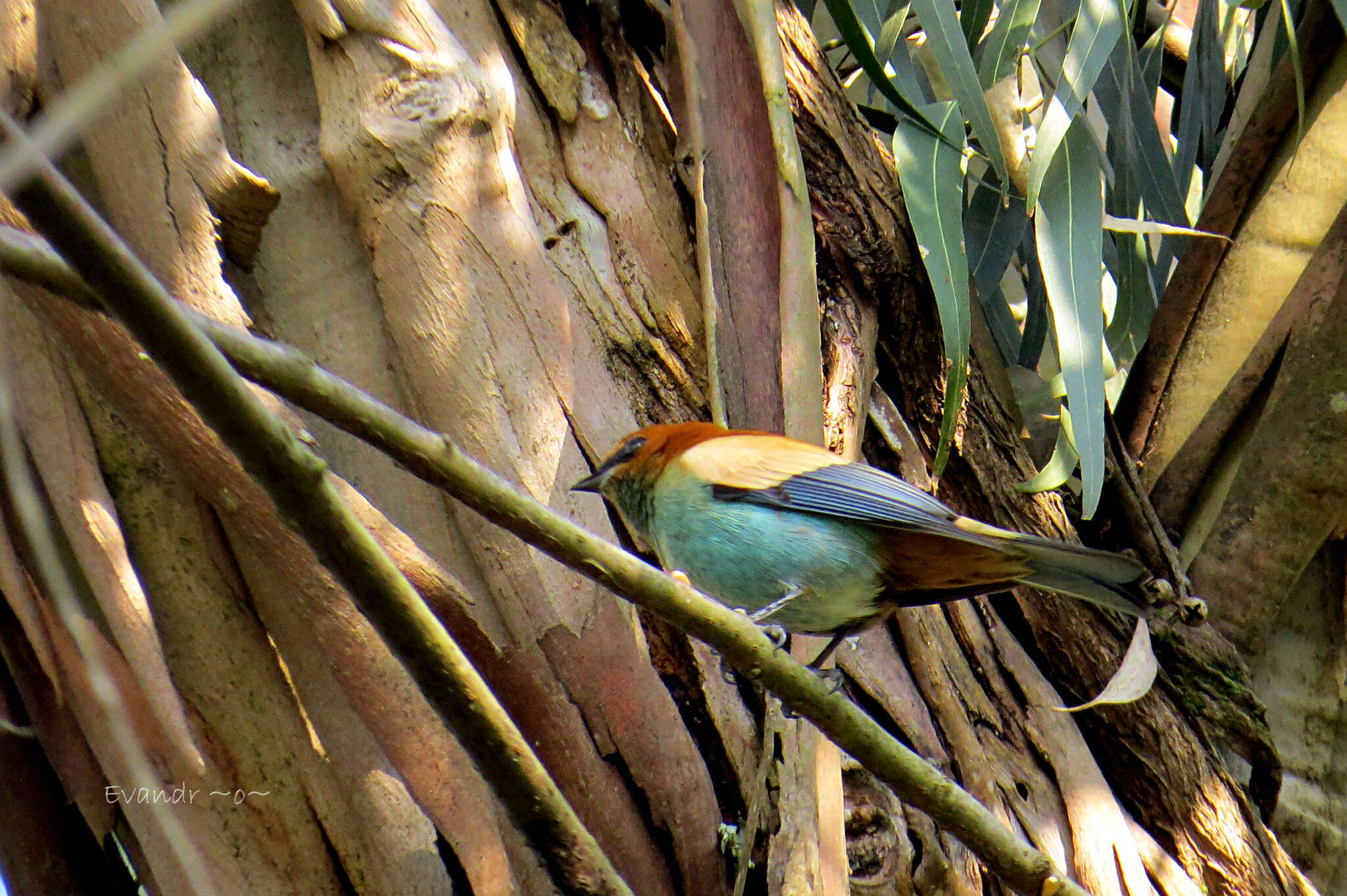 Image of Chestnut-backed Tanager