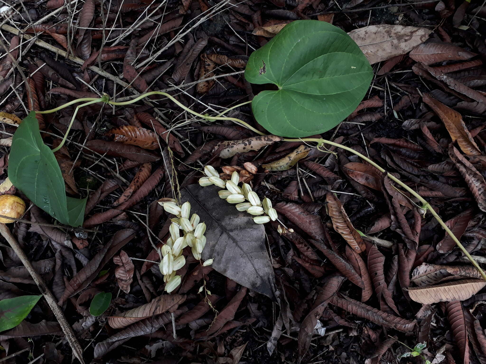 Слика од Dioscorea bulbifera L.