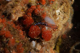 Image of Blue Dot Triplefin