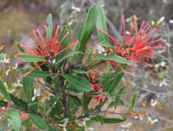 Image of Grevillea dimorpha F. Müll.