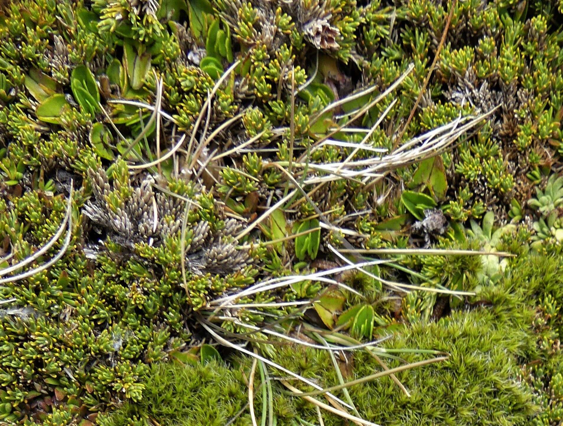 Image of Caltha obtusa Cheesem.