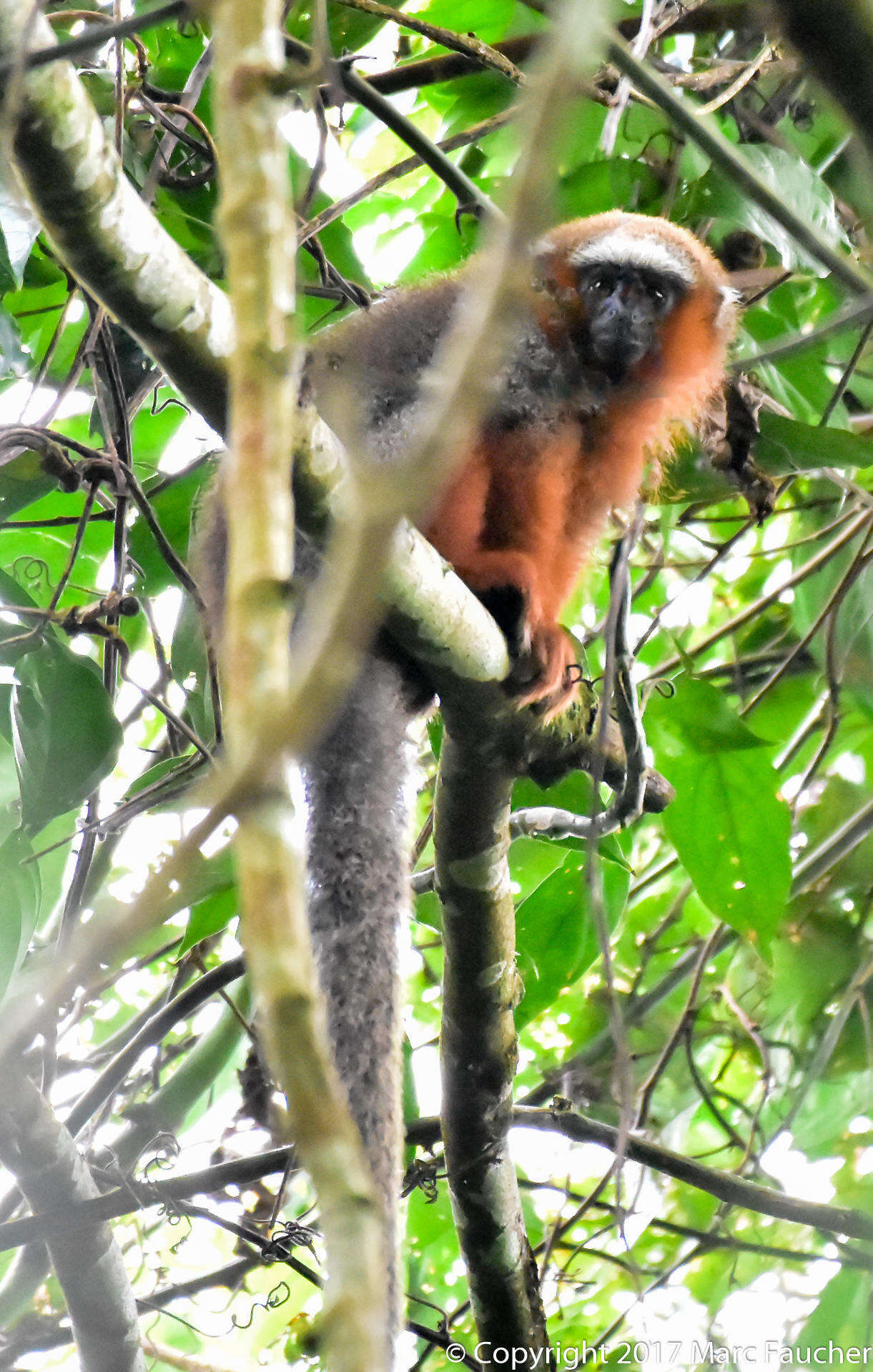 Image of Red Titi Monkey