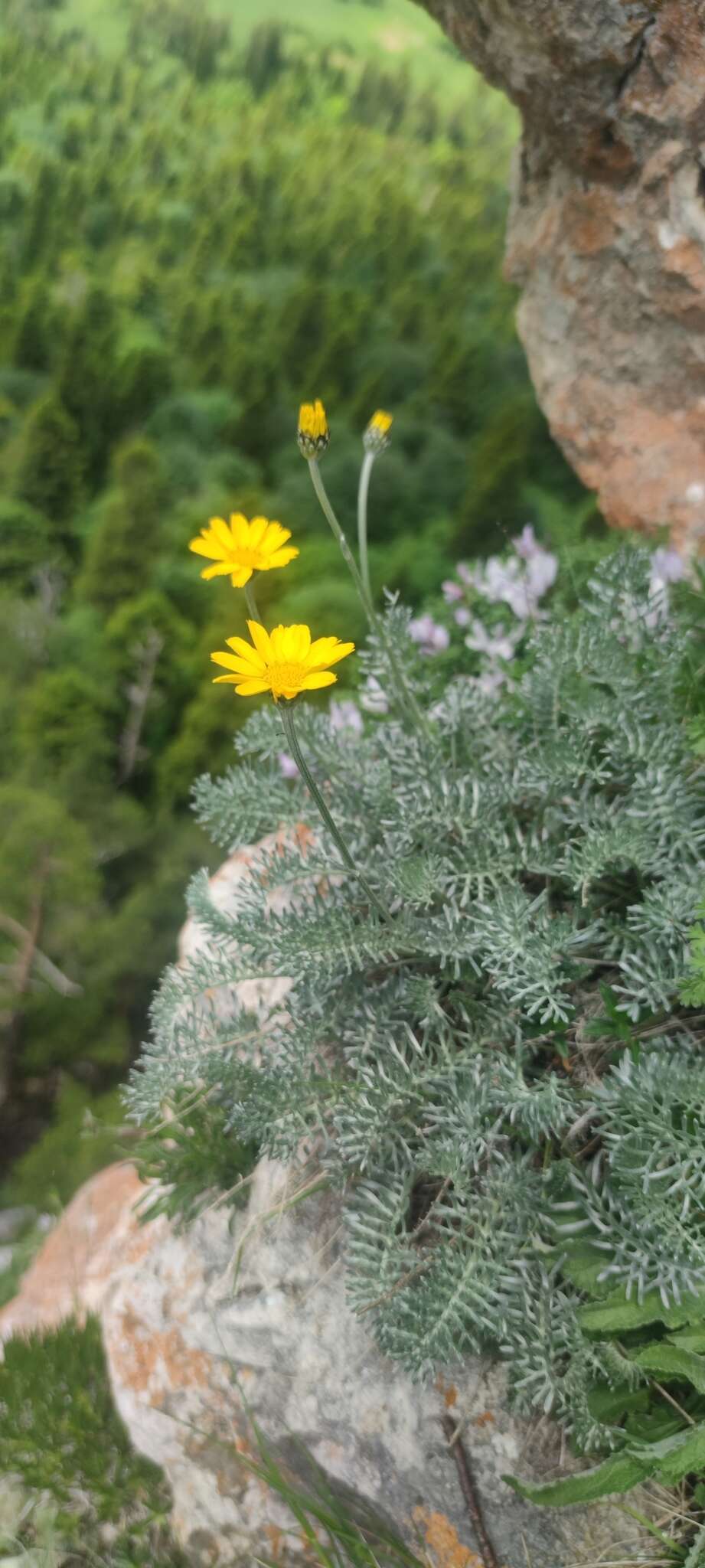 Image of Anthemis marschalliana Willd.