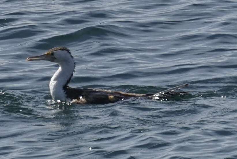 Image of Phalacrocorax varius hypoleucos (Brandt & JF 1837)