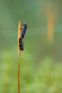 Image of Cantharis paludosa Fallén 1807