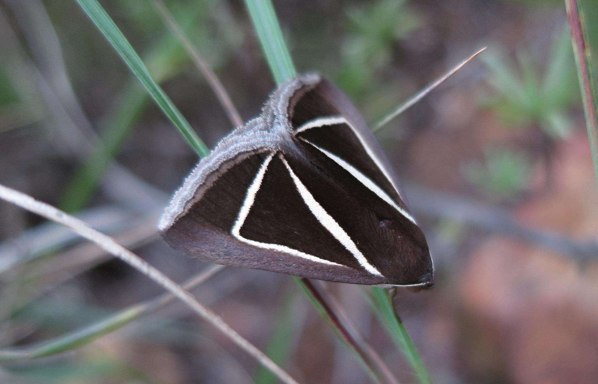 Image of Chalciope delta Boisduval 1833