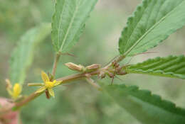 Image of Horn-fruited jute