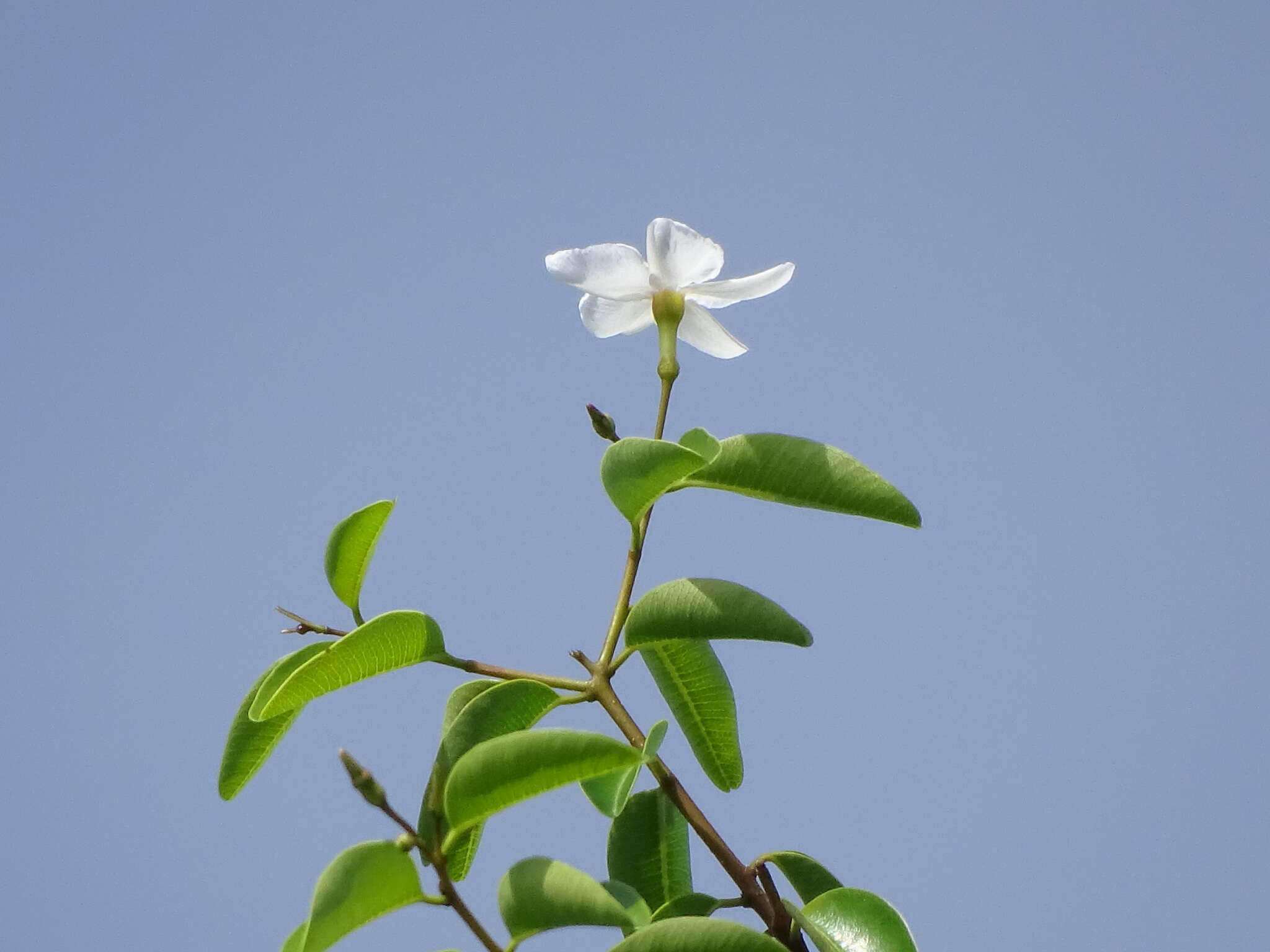 Image of Cameraria latifolia L.