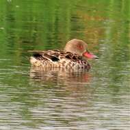 Image of Cape Teal