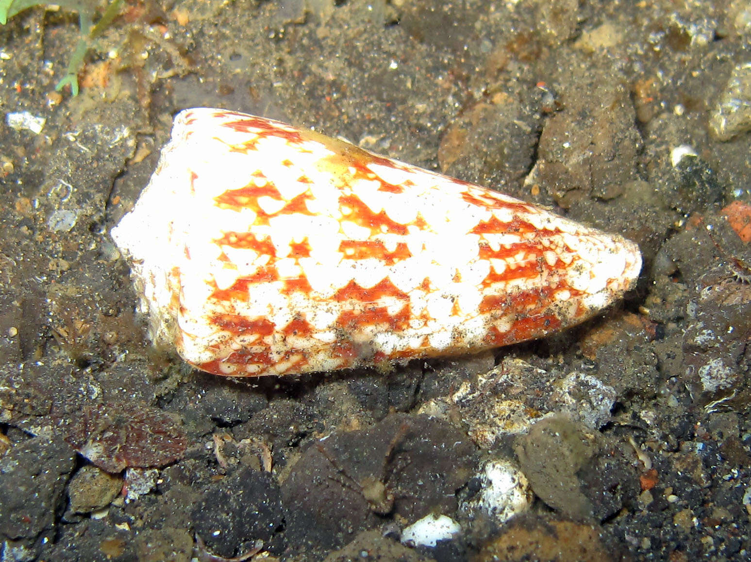 Image of Conus araneosus nicobaricus Hwass ex Bruguière 1792