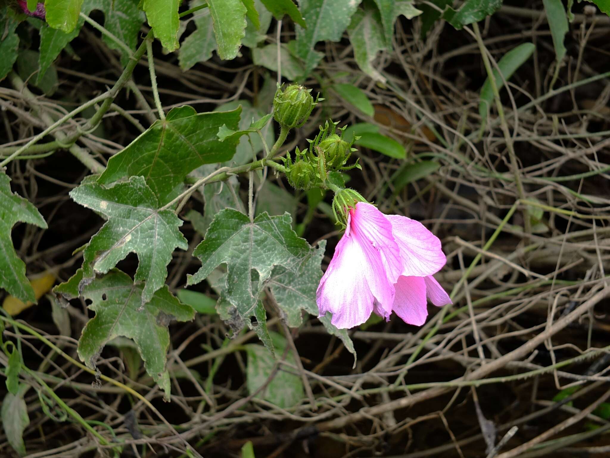 Hibiscus bifurcatus Cav.的圖片