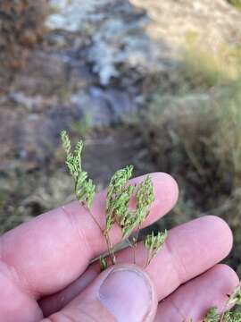 Image of hairy forked nailwort