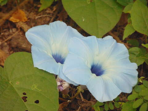 Image of Ipomoea ophiodes Standl. & Steyerm.