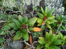 Image of Rhododendron aureum Georgi