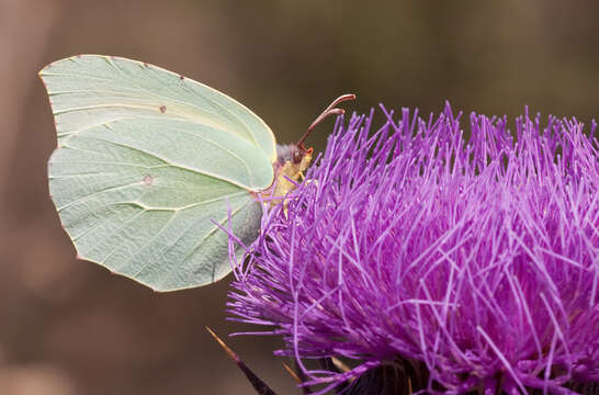 Image of Gonepteryx cleopatra (Linnaeus 1767)