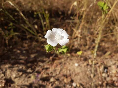 Imagem de Malva hispanica L.