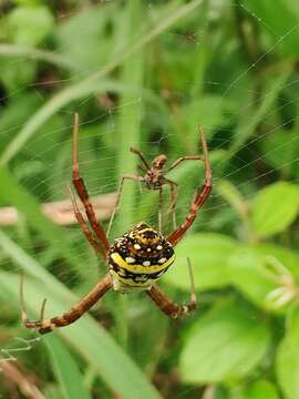 Image of Signature spider