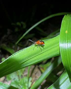 صورة Neolema ephippium (Lacordaire 1845)