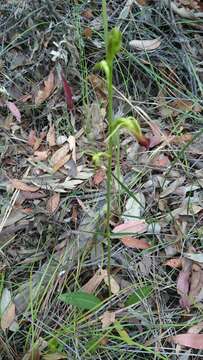 Image of Large tongue orchid