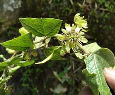 Image of Passiflora inca P. Jørg.