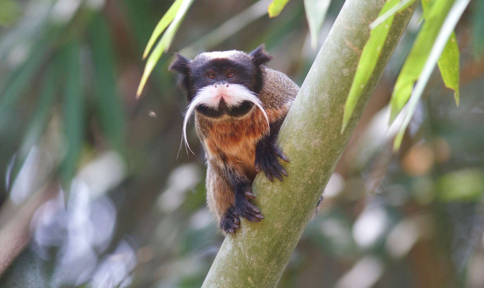 Image de Saguinus imperator imperator (Goeldi 1907)