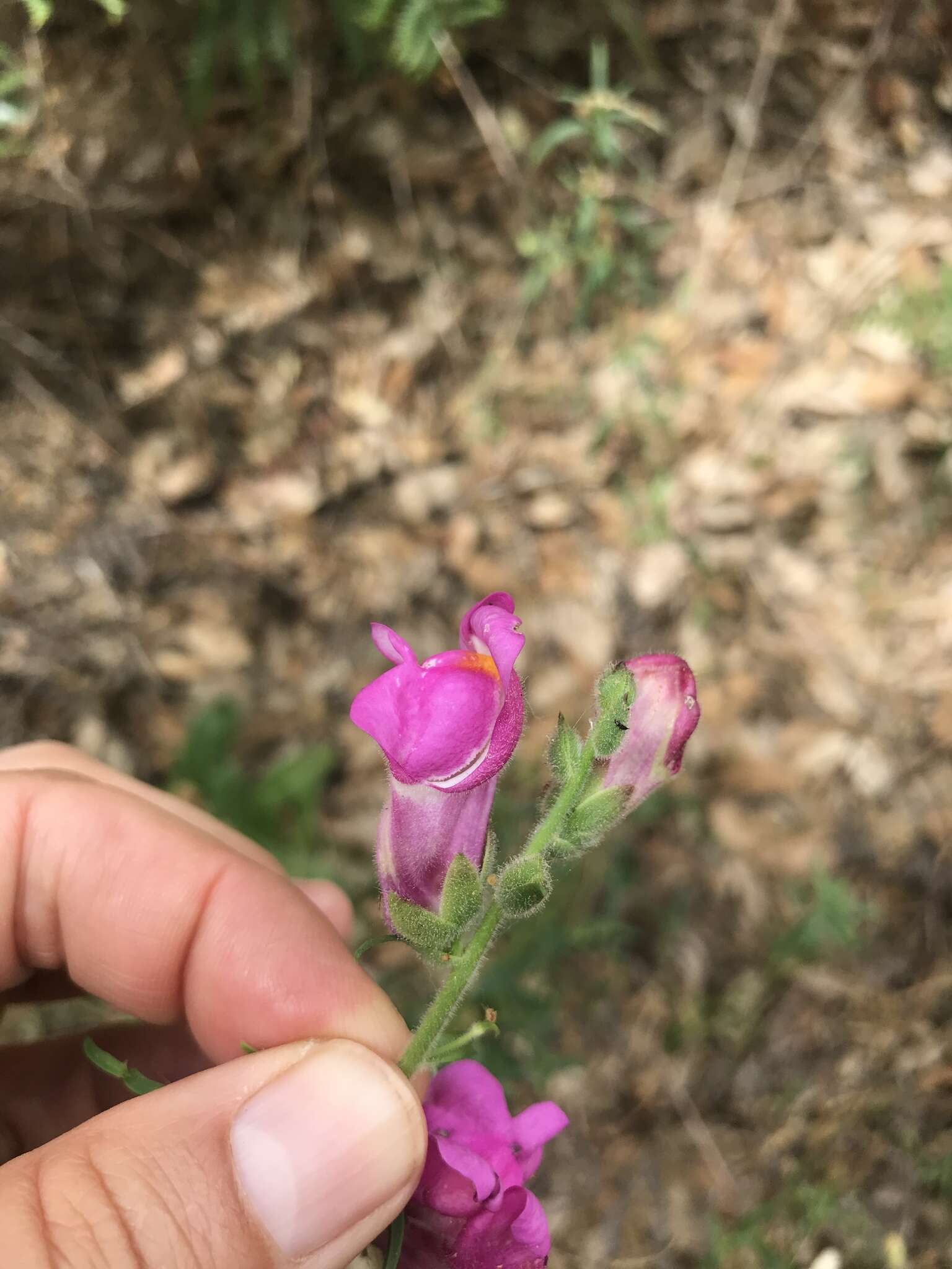 Слика од Antirrhinum cirrhigerum (Ficalho) Rothm.