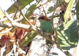 Image of Black-backed Tanager