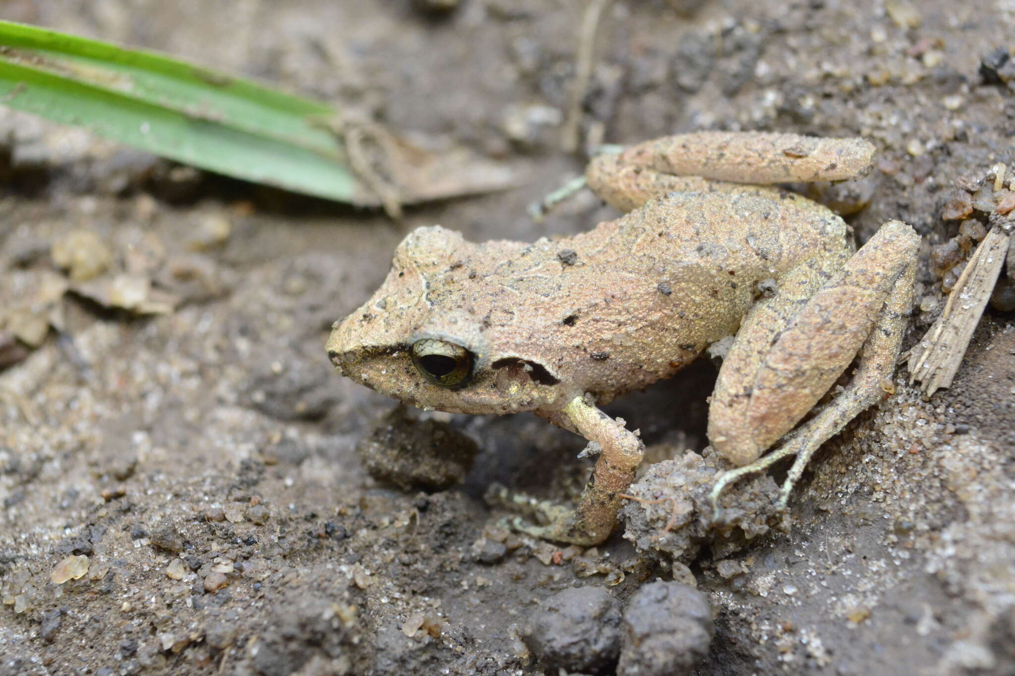 Imagem de Pristimantis ramagii (Boulenger 1888)