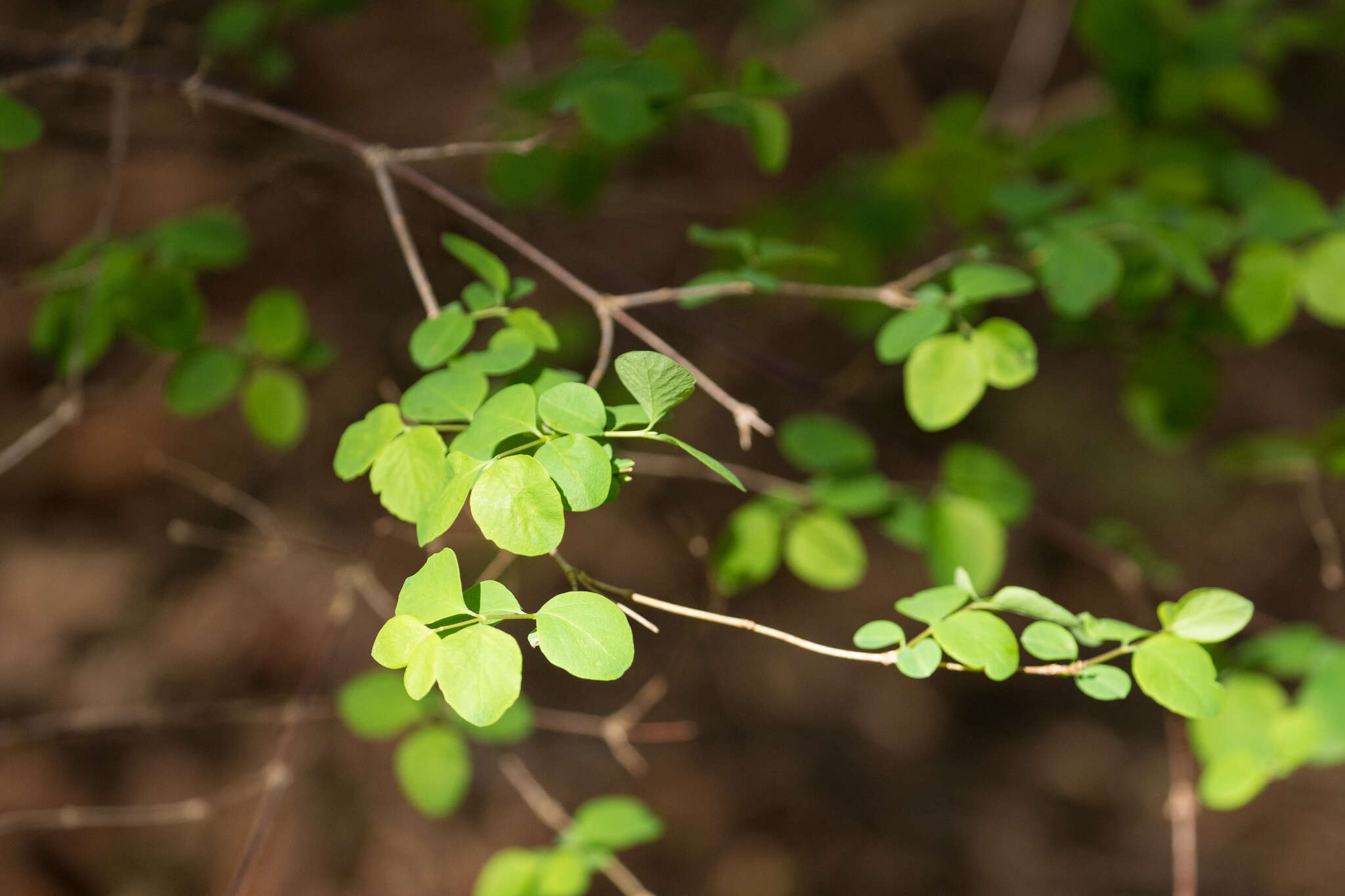 Image of Symphoricarpos albus var. albus