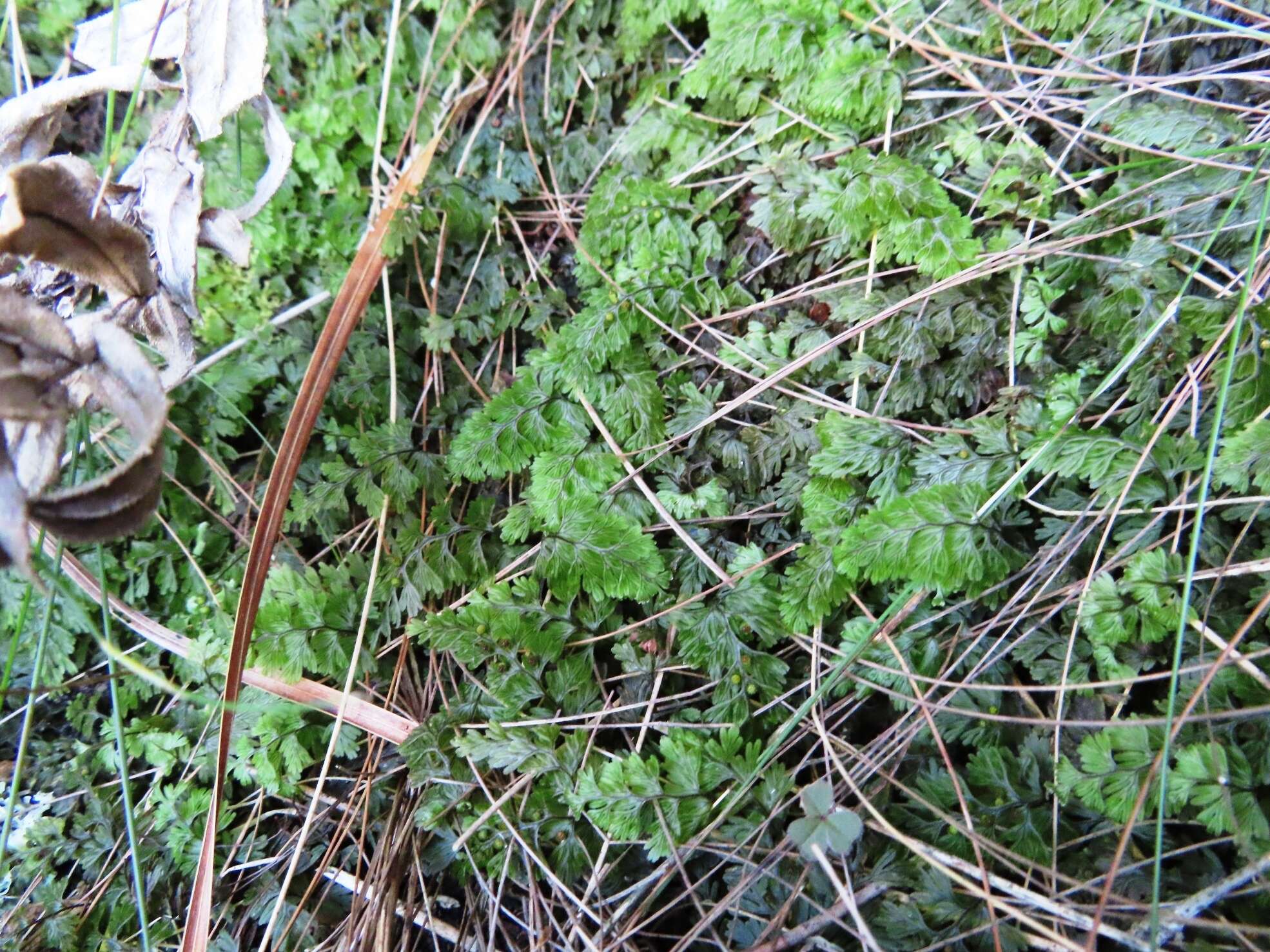 Hymenophyllum tunbrigense (L.) Sm. resmi