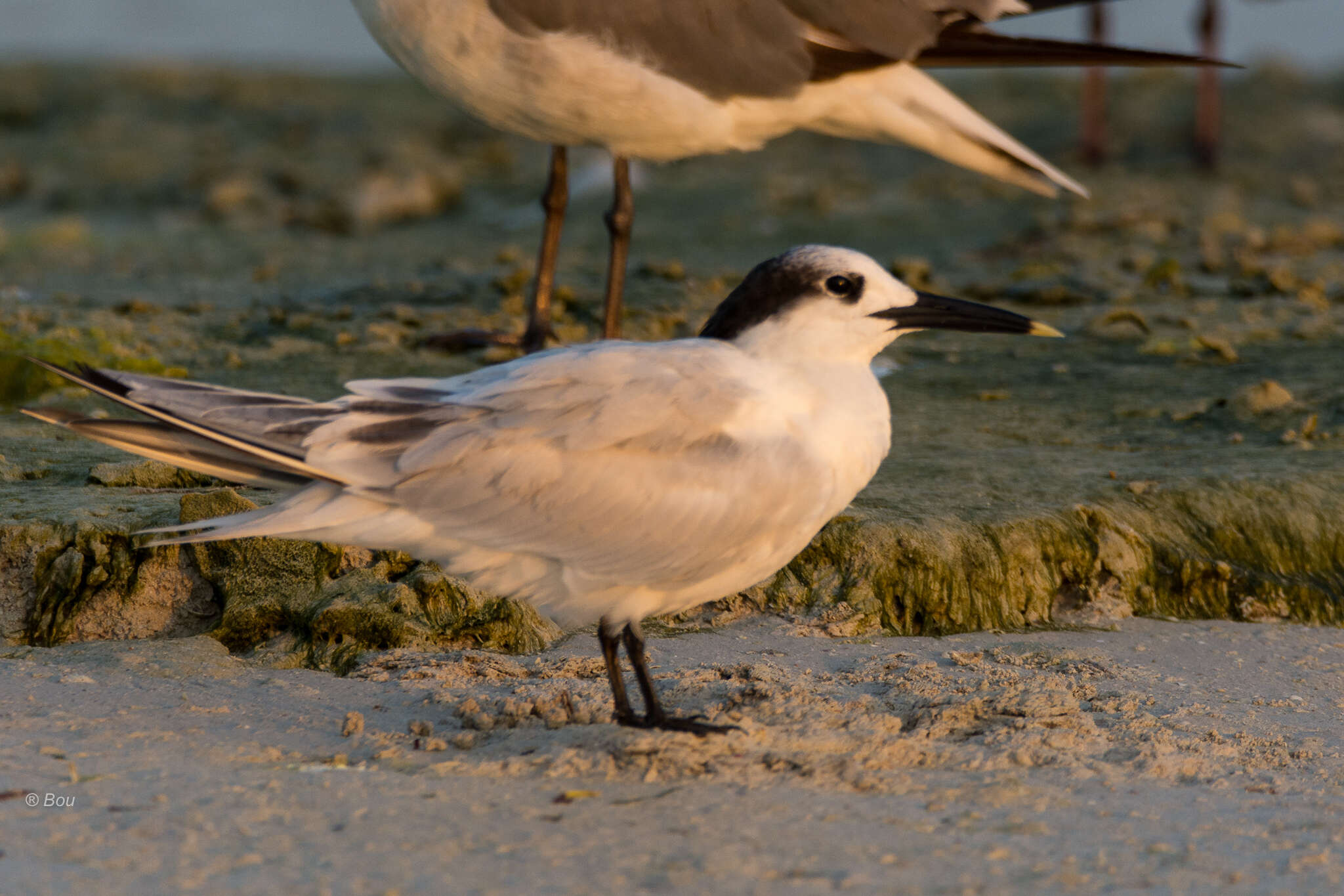 Image of Sandwich Tern